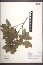 Quercus ×undulata image