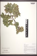 Quercus ×undulata image