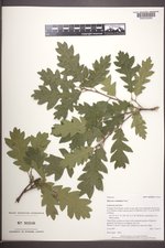 Quercus ×undulata image