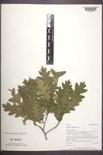 Quercus ×undulata image