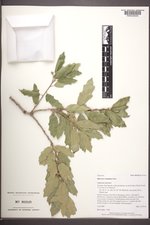 Quercus ×undulata image