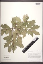 Quercus ×undulata image