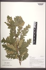 Quercus ×undulata image