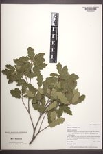 Quercus ×undulata image