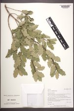 Quercus ×undulata image