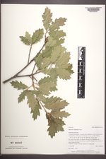 Quercus ×undulata image