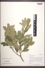 Quercus ×undulata image