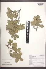 Quercus ×undulata image