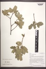 Quercus ×undulata image