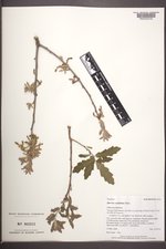 Quercus ×undulata image