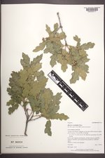 Quercus ×undulata image