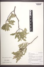 Quercus ×undulata image