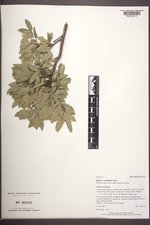 Quercus ×undulata image