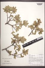 Quercus ×undulata image