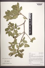 Quercus ×undulata image