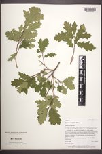 Quercus ×undulata image