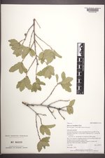 Quercus ×undulata image