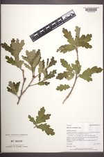 Quercus ×undulata image