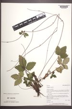 Fragaria vesca image