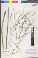 Asparagus officinalis image