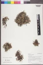 Selaginella densa image