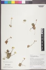 Saxifraga chrysantha image