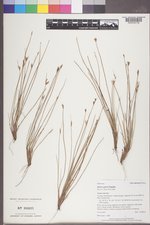 Juncus parryi image