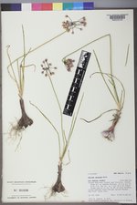 Allium cernuum image