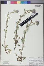 Phacelia franklinii image