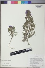 Phacelia glandulosa var. glandulosa image
