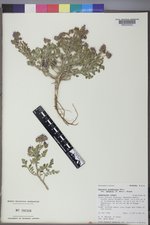 Phacelia glandulosa image