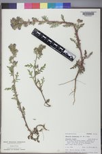 Phacelia franklinii image