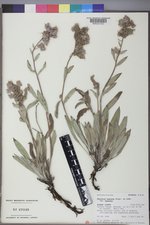 Phacelia hastata image