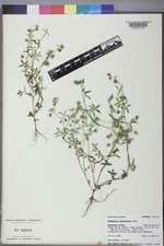 Nemophila breviflora image