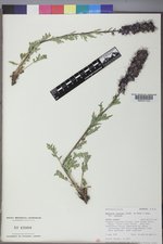 Phacelia sericea var. sericea image
