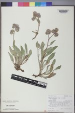 Phacelia hastata var. hastata image