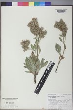 Phacelia hastata var. hastata image