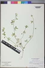 Nemophila breviflora image