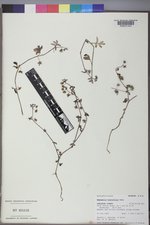Nemophila breviflora image