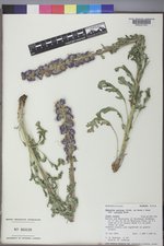 Phacelia sericea subsp. ciliosa image
