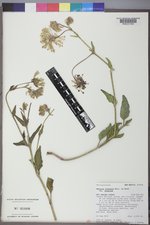 Abronia fragrans image