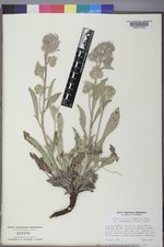 Phacelia hastata image