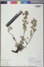 Phacelia heterophylla var. virgata image