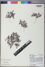 Phacelia scopulina image
