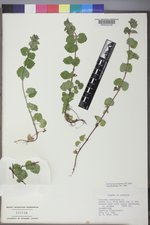 Glecoma hederacea image