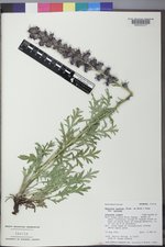 Phacelia sericea var. sericea image
