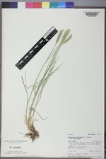 Agropyron cristatum var. cristatum image
