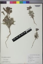 Phacelia glandulosa image