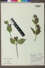 Mirabilis multiflora image