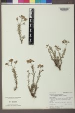 Eriogonum microtheca var. simpsonii image